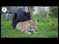 What happens when male jaguar mate with female lion