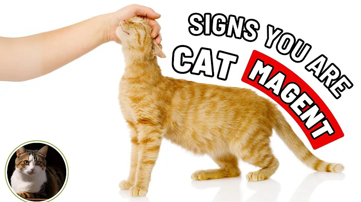 Scientists Have Found These Qualities That Make Humans Irresistible to Cats - Do You Have These?