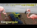 Randonne  flamant rose sur la plage abandonne  vanlife