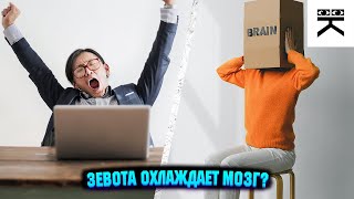 Зевни, чтобы охладить свой мозг #shorts