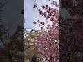 #会津若松 #鶴ヶ城 #八重桜 #林部智史#ポプラの伝言 2024.4.20