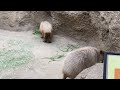 神戸どうぶつ王国カピバラご飯食べるシーン