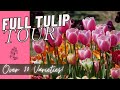 Full tulip garden tour 30 varieties  backyard spring cut flower garden