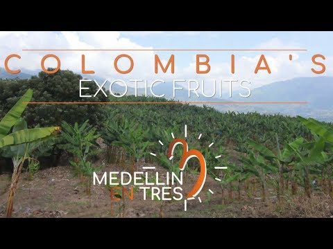 FRUTAS EXÓTICAS DE COLOMBIA - MEDELLIN EN 3 hqdefault