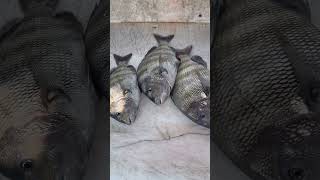 Sheepshead Color Change: Fresh Catch vs. After Bleeding Out