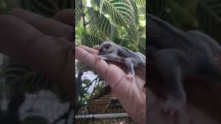 MESIN ATM! Saatnya Panen Sugar Glider