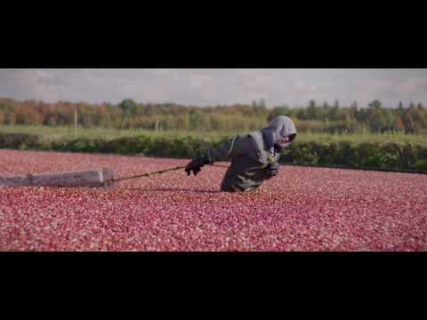 La canneberge Citadelle : des champs à la table - video from Citadelle