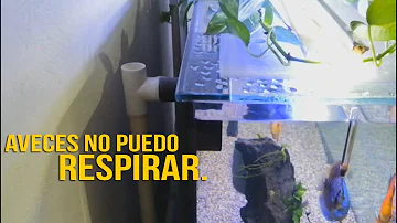 ¿Podemos tener peces en el dormitorio?