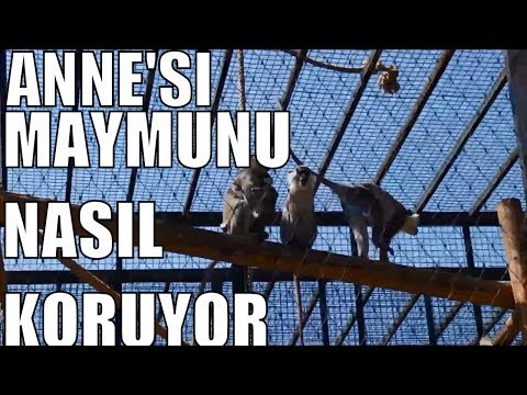 ANNE MAYMUN YAVRUSUNU NASIL KORUYOR | DARICA HAYVANAT BAHÇESİ | EĞLENCELİ ÇOCUK VİDEOSU | VLOG