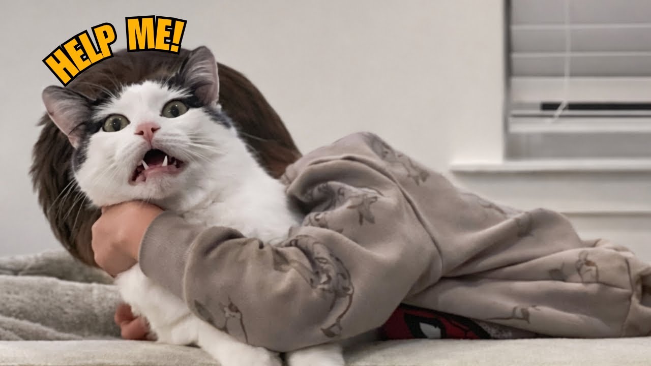 Cats vs kids | compilation 