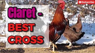 Best Crosses For Claret Gamefowl Bloodline Smart Breeding Pairing Guide