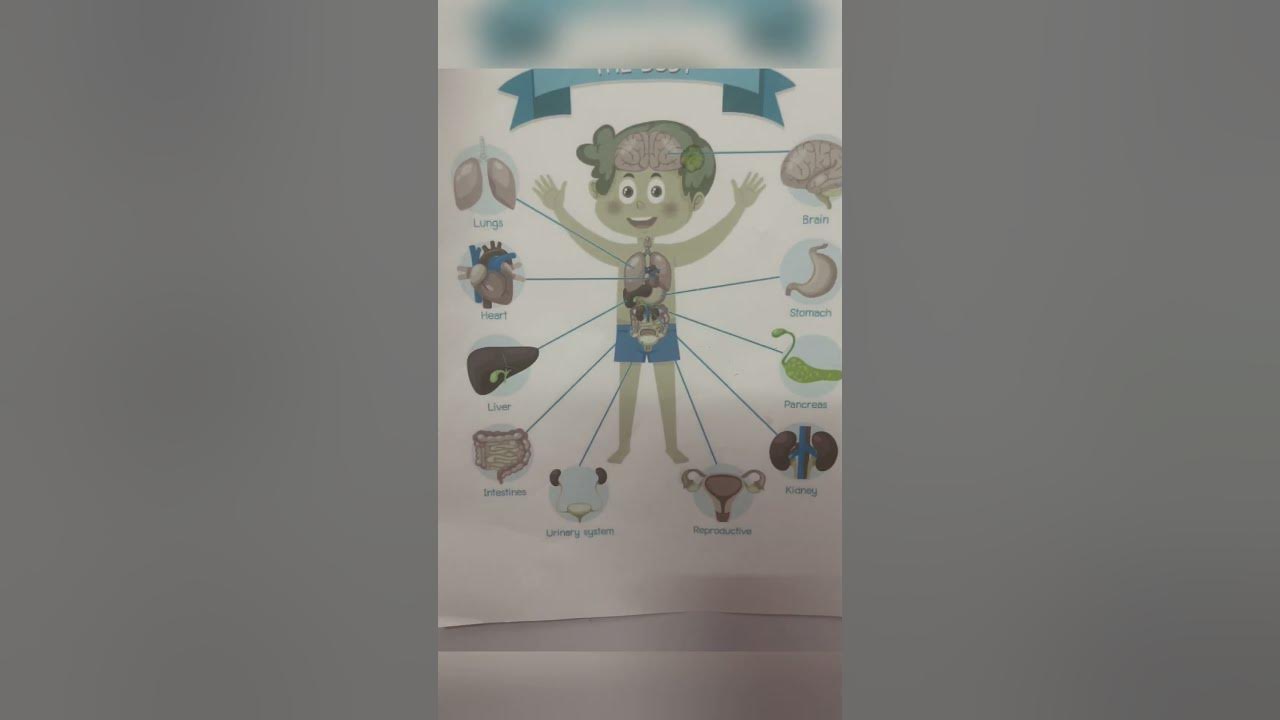 internal-body-parts-for-class-2-evs-syllabus-youtube