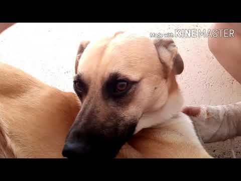 Видео: Как да спрете кучето си да се търкаля в каката
