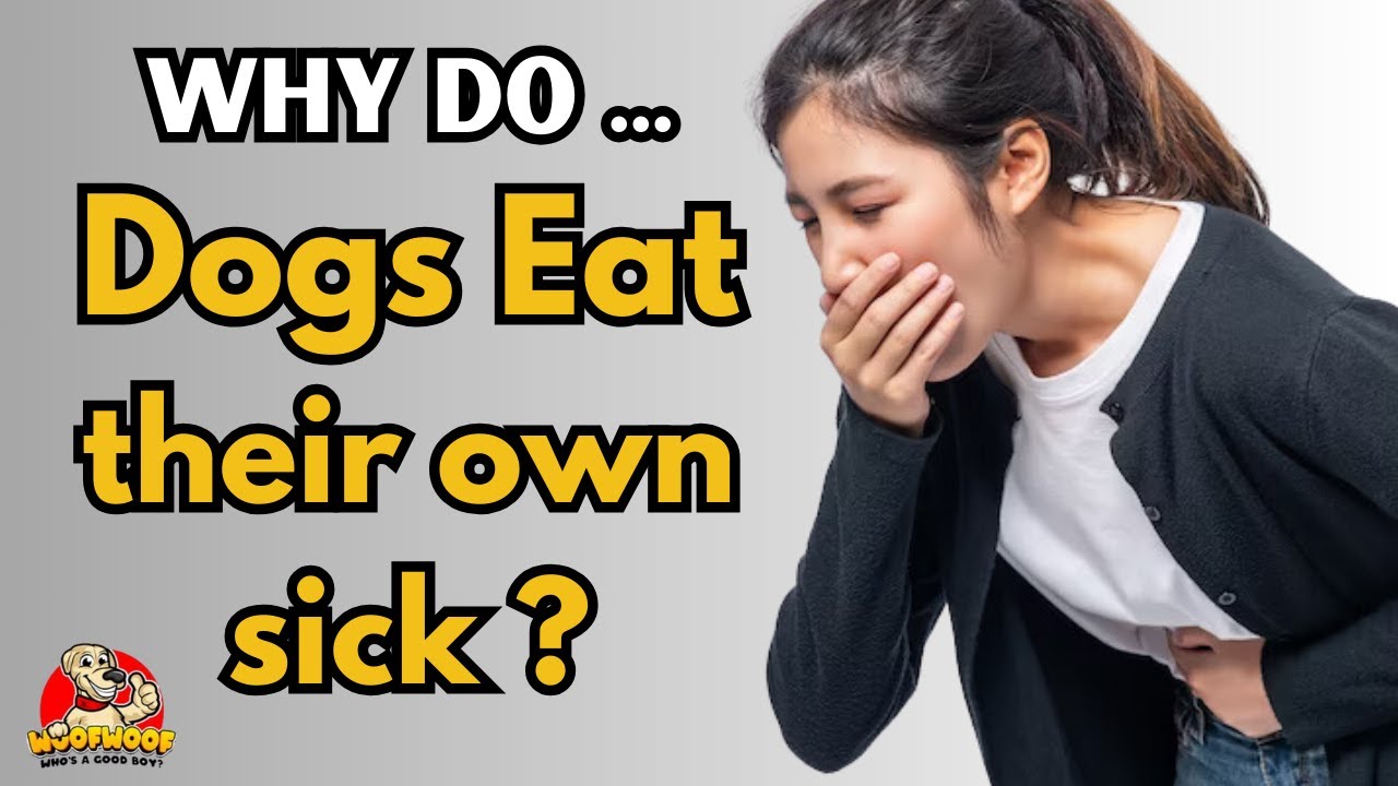 Why Do Dogs Eat Their Own Vomit ?! - YouTube