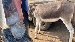 Rescue the donkey that can't walk normally for 4 years! Its hooves are like tires!