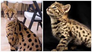 Interesting Savannah Cat Facts by CatFancast 74 views 1 year ago 2 minutes, 46 seconds