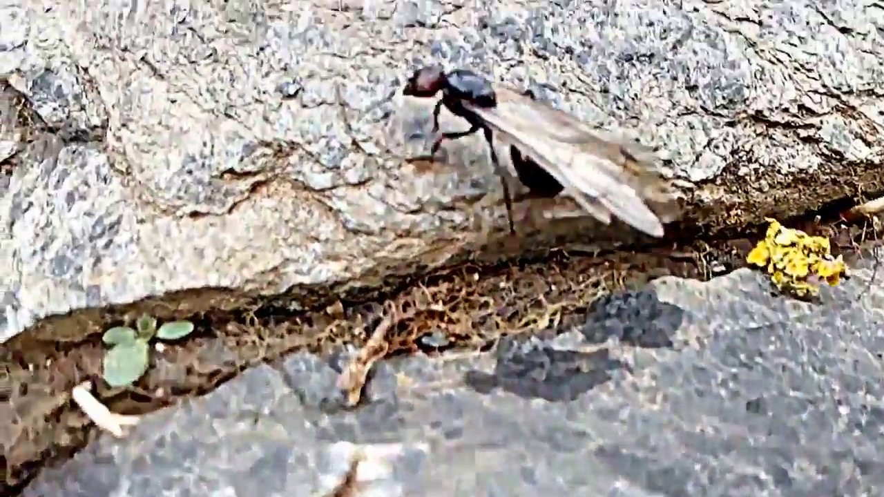 hormiga con alas YouTube