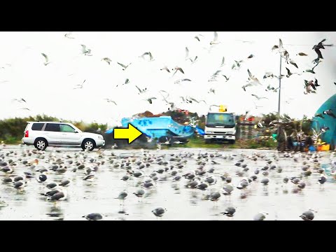 北海道で数千匹のカモメに遭遇しました【北海道遠征2020 #1】