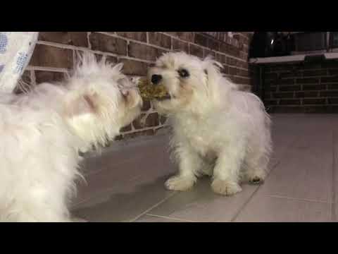 Chó Maltese Dành Đồ Chơi. Maltese puppies fight for toy