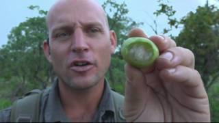 safariLIVE - Sunrise Safari - Jan. 16, 2017 - Nat Geo WILD Ep 3