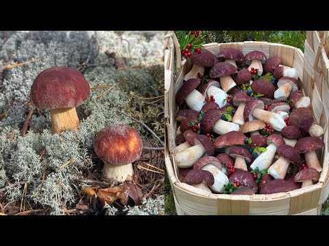 The Road of Death is strewn with mushrooms! The mushroom picker WENT into the PINES and was stunn...