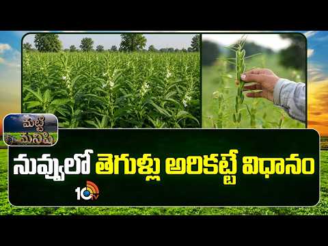 Prevent Diseases In Sesame Farming | నువ్వులో తెగుళ్లు అరికట్టే విధానం | Matti Manishi | 10TV - 10TVNEWSTELUGU