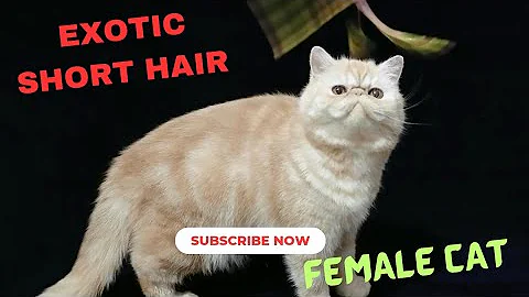 Video 7750511: cat exotic, punch face cat, cat hair