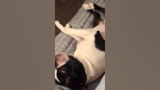 Timo dreaming