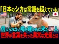 【海外の反応】「神様の使いって本当？」日本の鹿の噂を確かめにアメリカ人ユーチューバーが来日 「同じ地球だと到底思えない」