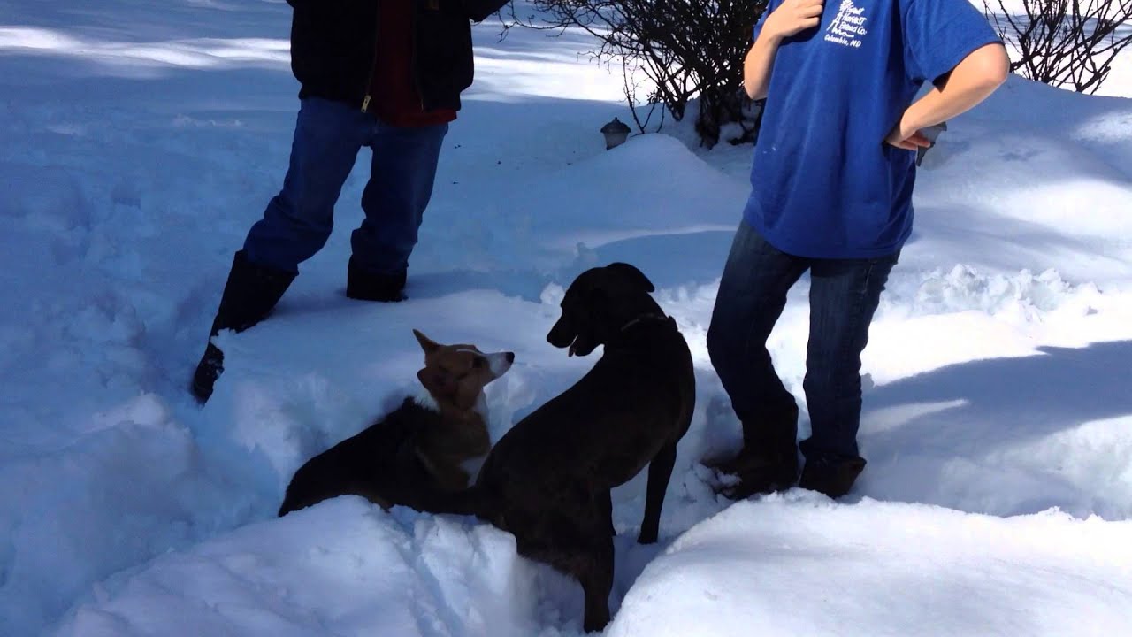 Snow Dogs YouTube