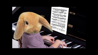 Animales Graciosos #2 - Talentos Musicales by Fancro 3,785 views 1 year ago 2 minutes, 17 seconds
