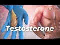 What Testosterone Does to the Body