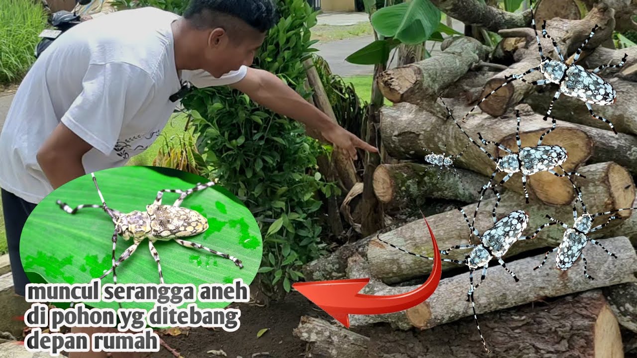 MUNCUL SERANGGA BERTANDUK PANJANG DI BEKAS AVIARY BURUNG
