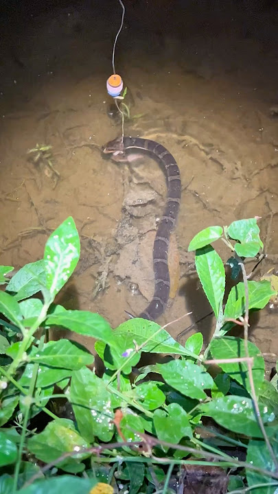 Fishing ❌ Snake Fishing ✅ #shorts #fishing #snake #viral