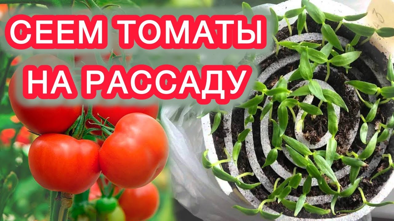 ТОМАТЫ - основные правила выращивания от рассады до плодоношения. - YouTube