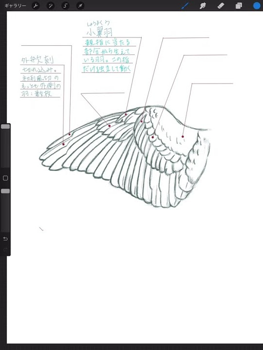 絵を描く練習 100 上半身 6倍速 参考本 スーパースポーツデッサン 増補改訂版 立中順 Youtube