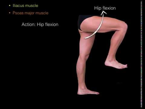 Hip Flexor Muscles