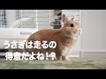 うさぎ達はみんな運動神経は良いのか？#117