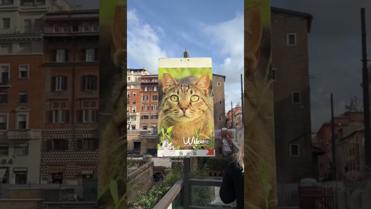 Visiting a Cat Sanctuary in Rome, Italy