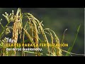 Claves para la fertilización del arroz Gualanday- TvAgro por Juan Gonzalo Angel
