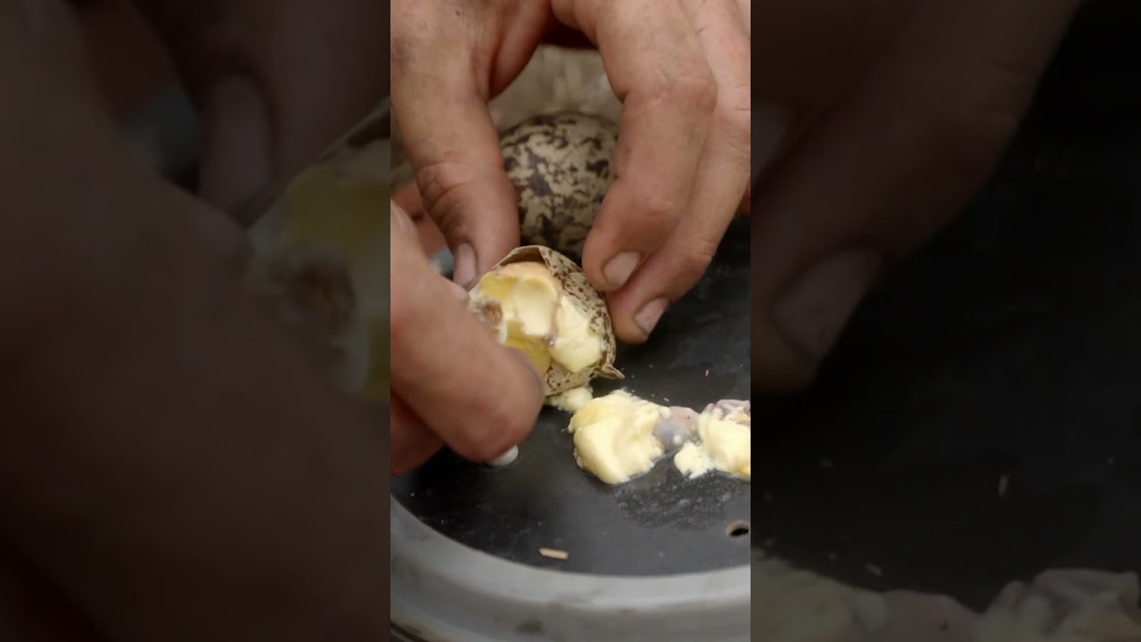 Film backdrop image for Would You Eat This Egg? (2025)