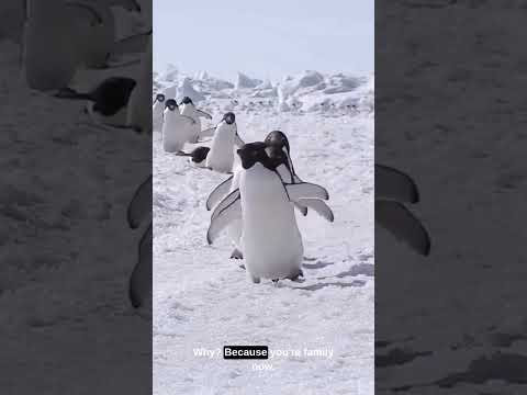 Penguins Think You’re