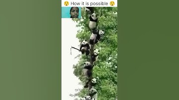 🐼Many pandas are sitting on tree🐼|Impossible|#shorts #animal