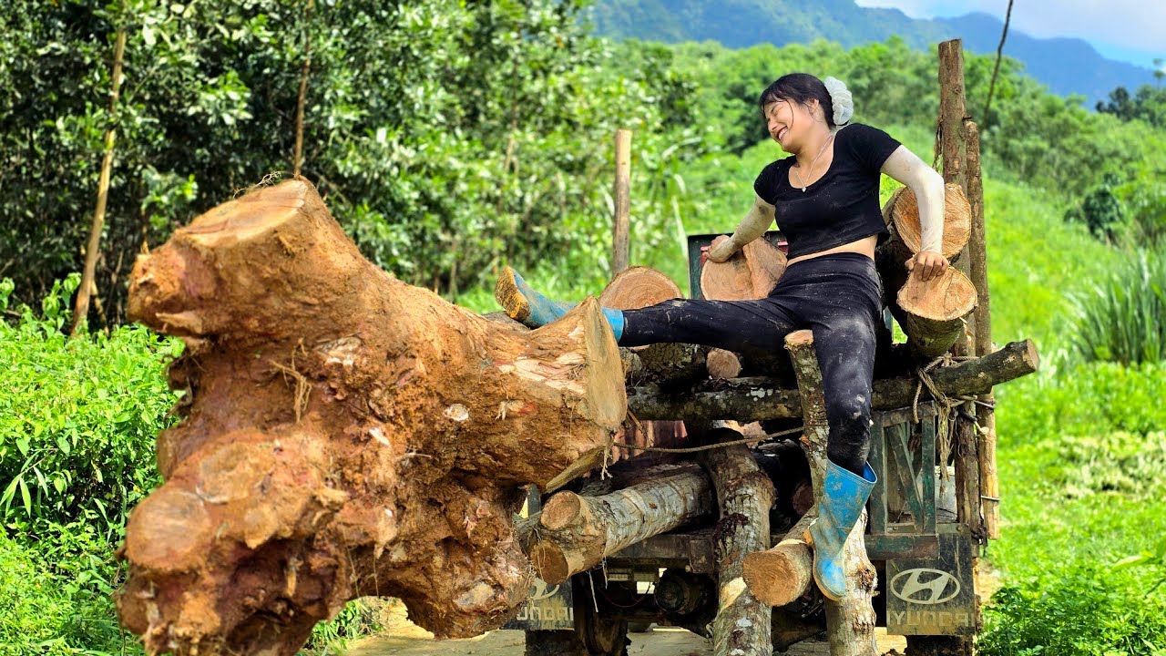 Agricultural truck transporting large timber and a girl's slip was too painful#agricultural#truck