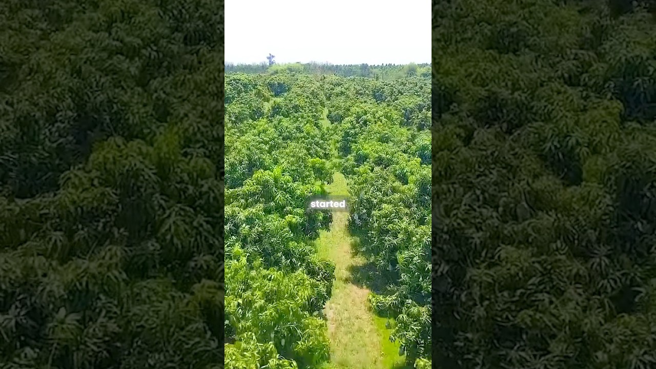 Why Reliance owns largest mango farms in the world? 