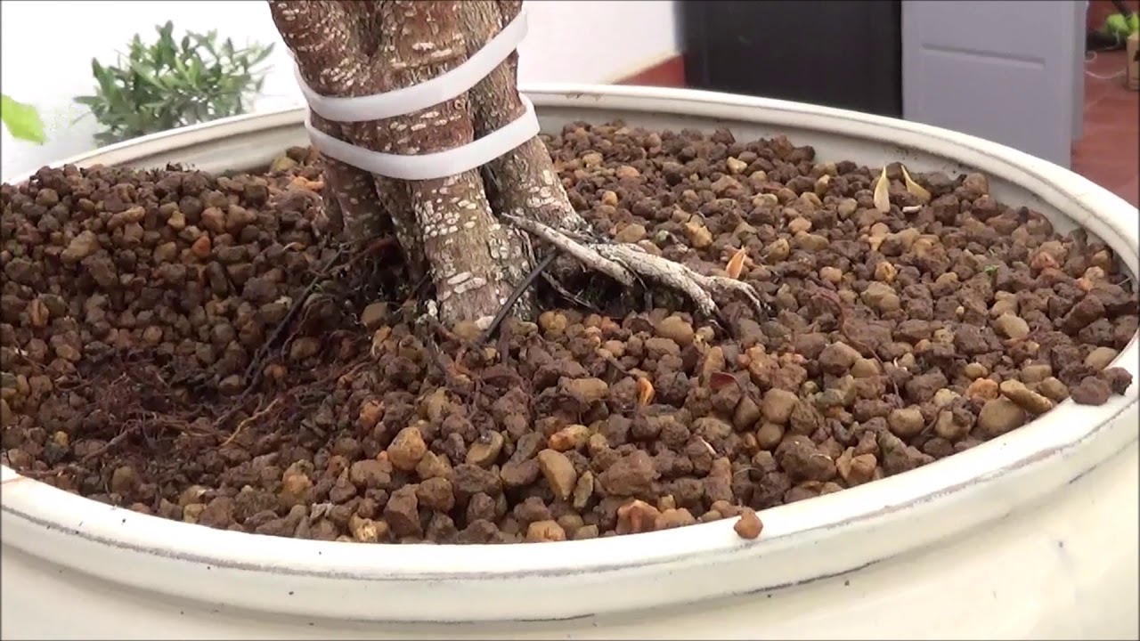 Nuevo planton para la fusion de troncos