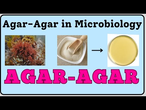 Agar Agar Nedir Mikrobiyoloji