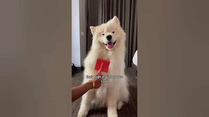 Why are they so fluffy then? 😭 #dog #samoyed - DayDayNews