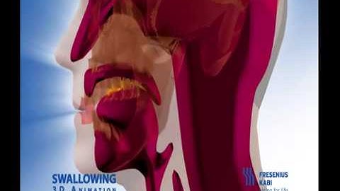 Normal Swallow Animation   Thick and Easy Dysphagia