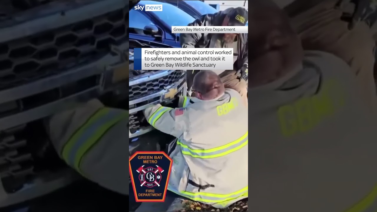 Owl rescued after being hit by vehicle